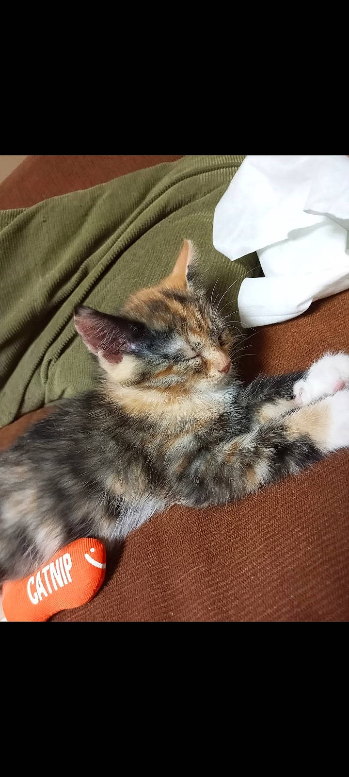 Chi Chi joined the competition — help win amazing prizes! carnivore, cat, claw, comfort, domestic_short_haired_cat, felidae, flooring, foot, fur, human_leg, lap, nap, paw, small_to_medium_sized_cats, snout, tail, vertebrate, whiskers