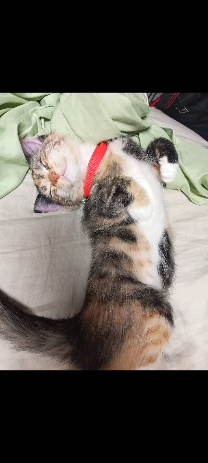 Chi Chi joined the competition — help win amazing prizes! carnivore, cat, comfort, couch, domestic_short_haired_cat, fawn, felidae, fur, nap, paw, sleep, small_to_medium_sized_cats, snout, tail, terrestrial_animal, whiskers