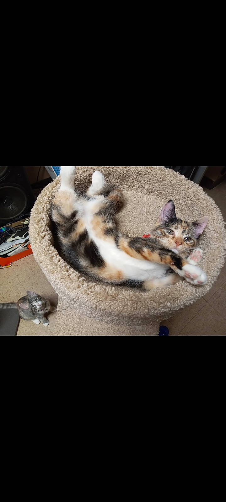 Chi Chi joined the competition — help win amazing prizes! automotive_tire, carnivore, cat, cat_bed, cat_supply, claw, comfort, domestic_short_haired_cat, felidae, fur, grey, mammal, nap, paw, photo_caption, small_to_medium_sized_cats, tail, terrestrial_animal, vertebrate, whiskers