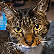Tsuki participe au concours pour gagner de l'argent avec cette photo : animal, cat, close_up, curious, cute, domestic_cat, ears, face, feline, fur, indoor, looking_at_camera, nose, pet, portrait, sharp_focus, soft_background, tabby, whiskers, yellow_eyes