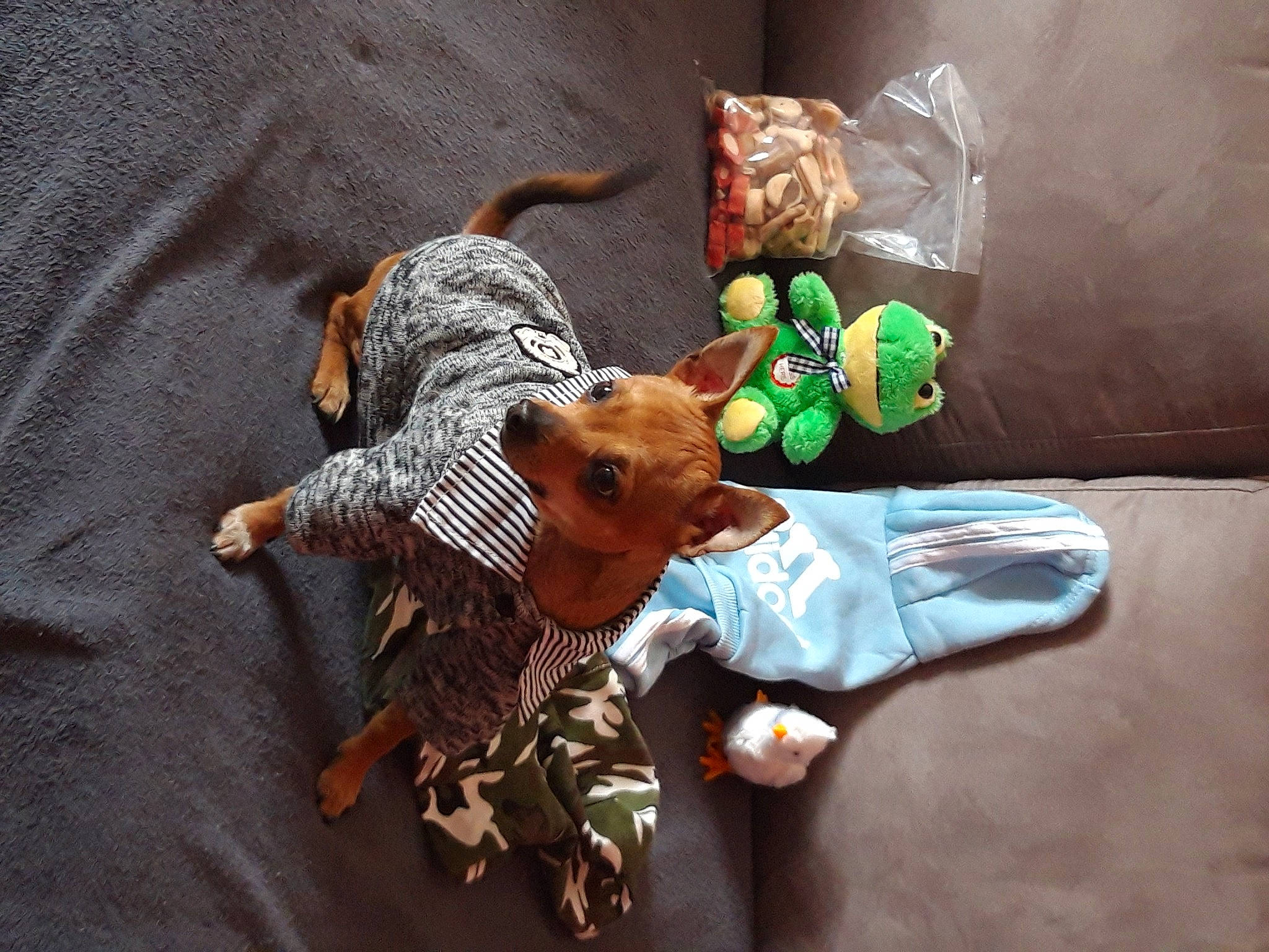 Tyno participe au concours pour gagner de l'argent avec cette photo : canidae, carnivore, child, comfort, companion_dog, dog, dog_breed, dog_clothes, fawn, flooring, fur, guard_dog, linens, sitting, sporting_group, stuffed_toy, tail, toy, toy_dog, working_animal