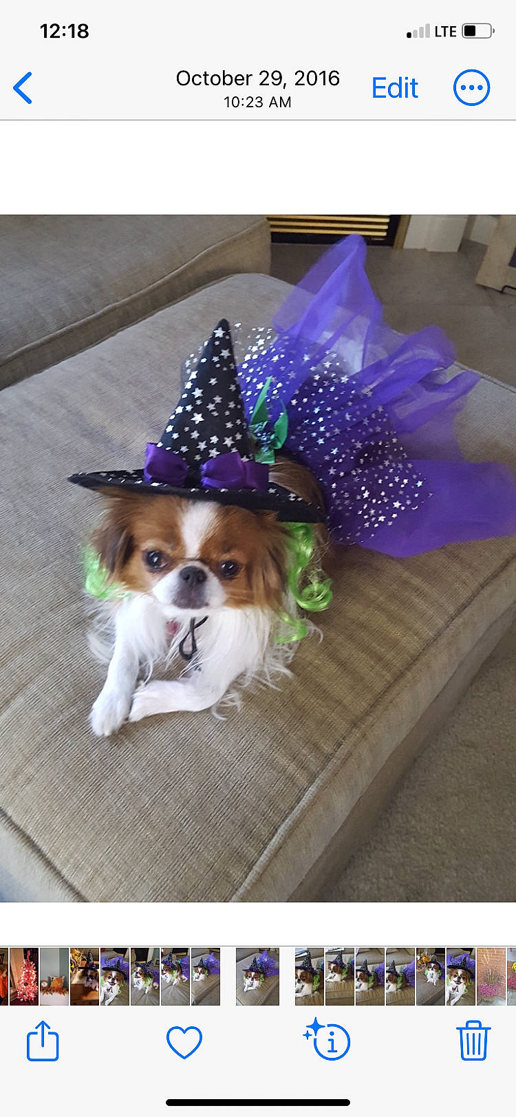 Ginger is registered to the contest to win money with this photo: canidae, carnivore, companion_dog, costume_hat, dog, dog_breed, dog_supply, event, eyewear, fashion_accessory, fawn, hat, party_hat, pet_supply, snout, sporting_group, toy_dog, violet, whiskers, working_animal