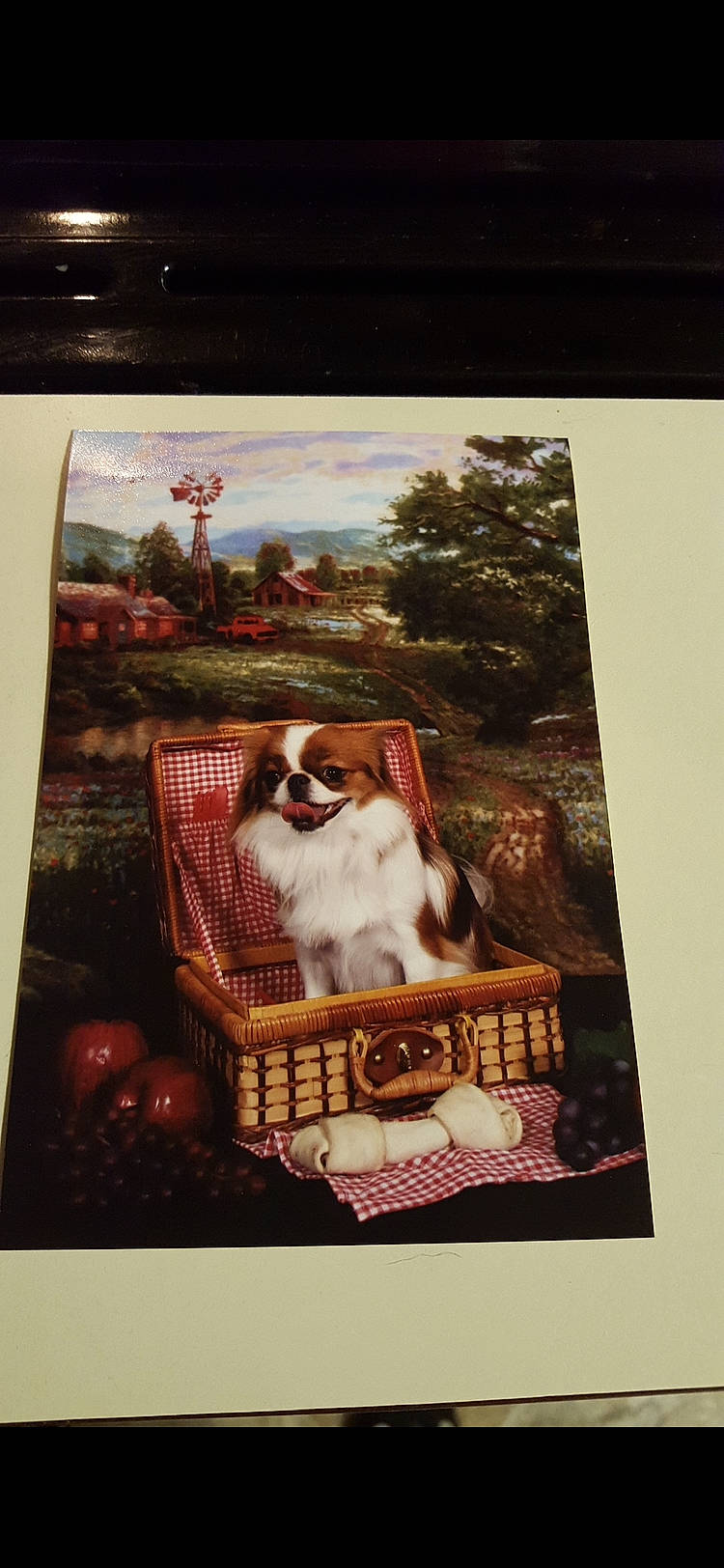 Ginger joined the competition — help win amazing prizes! advertising, art, canidae, carnivore, cavalier_king_charles_spaniel, christmas_eve, companion_dog, corgi_chihuahua, dog, dog_breed, dog_supply, fawn, interior_design, king_charles_spaniel, pet_supply, plant, recipe, room, sporting_group, tree