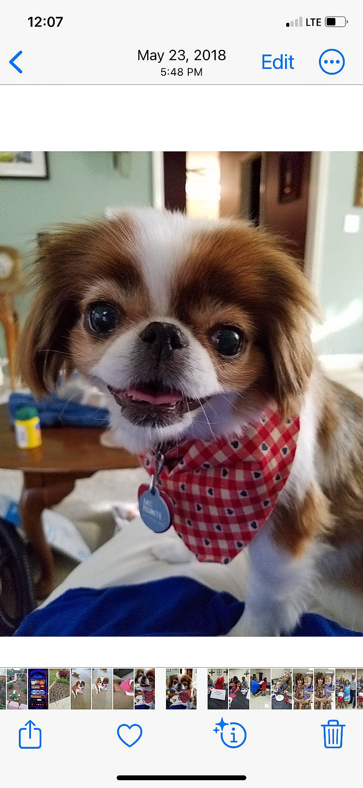 Ginger is registered to the contest to win money with this photo: canidae, carnivore, clock, collar, companion_dog, dog, dog_breed, dog_supply, eye, fawn, fur, hair, liver, pattern, pet_supply, snout, sporting_group, terrestrial_animal, toy_dog, working_animal