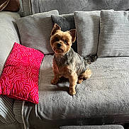 Olly participe au concours pour gagner de l'argent avec cette photo : dog, pet, couch, pillow, red_cushion, gray_fabric, indoor, plant, handbag, window, floor, cozy, small_dog, fur, sitting, curious, home, living_room, decor, soft_lighting