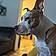 Phoebe
