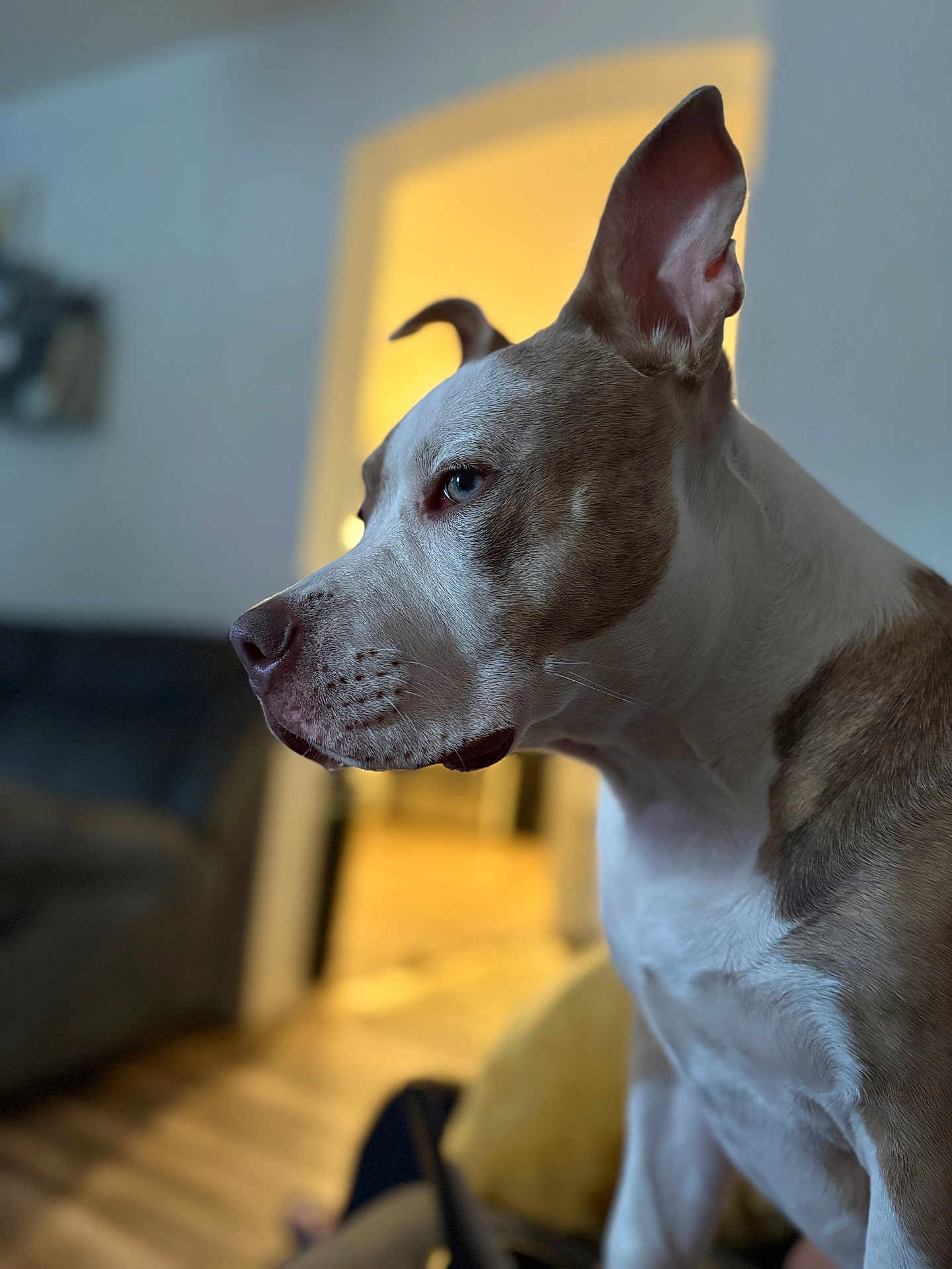 Phoebe