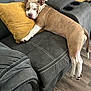 Phoebe joined the competition — help win amazing prizes! dog, sleeping, couch, pillow, living_room, relaxed, brown_and_white, pet, domestic_animal, furniture, floor, napping, resting, canine, indoor, cozy, comfort, household, animal, leisure
