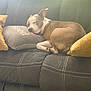 dog, sleeping, couch, pillow, brown, white, relaxing, indoor, pet, fur, nap, cozy, home, comfort, animal, resting, soft, sunlight, peaceful, furniture