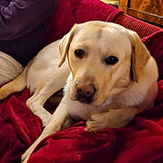 Daniel Emery a rejoint le concours — aidez-le/la à gagner de superbes lots ! dog, labrador, pet, indoor, blanket, red, couch, person, smile, furniture, wood, statue, warm_lighting, relaxing, companion, closeup, domestic, home, cozy, portrait