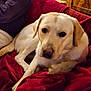dog, labrador, pet, indoor, blanket, red, couch, person, smile, furniture, wood, statue, warm_lighting, relaxing, companion, closeup, domestic, home, cozy, portrait