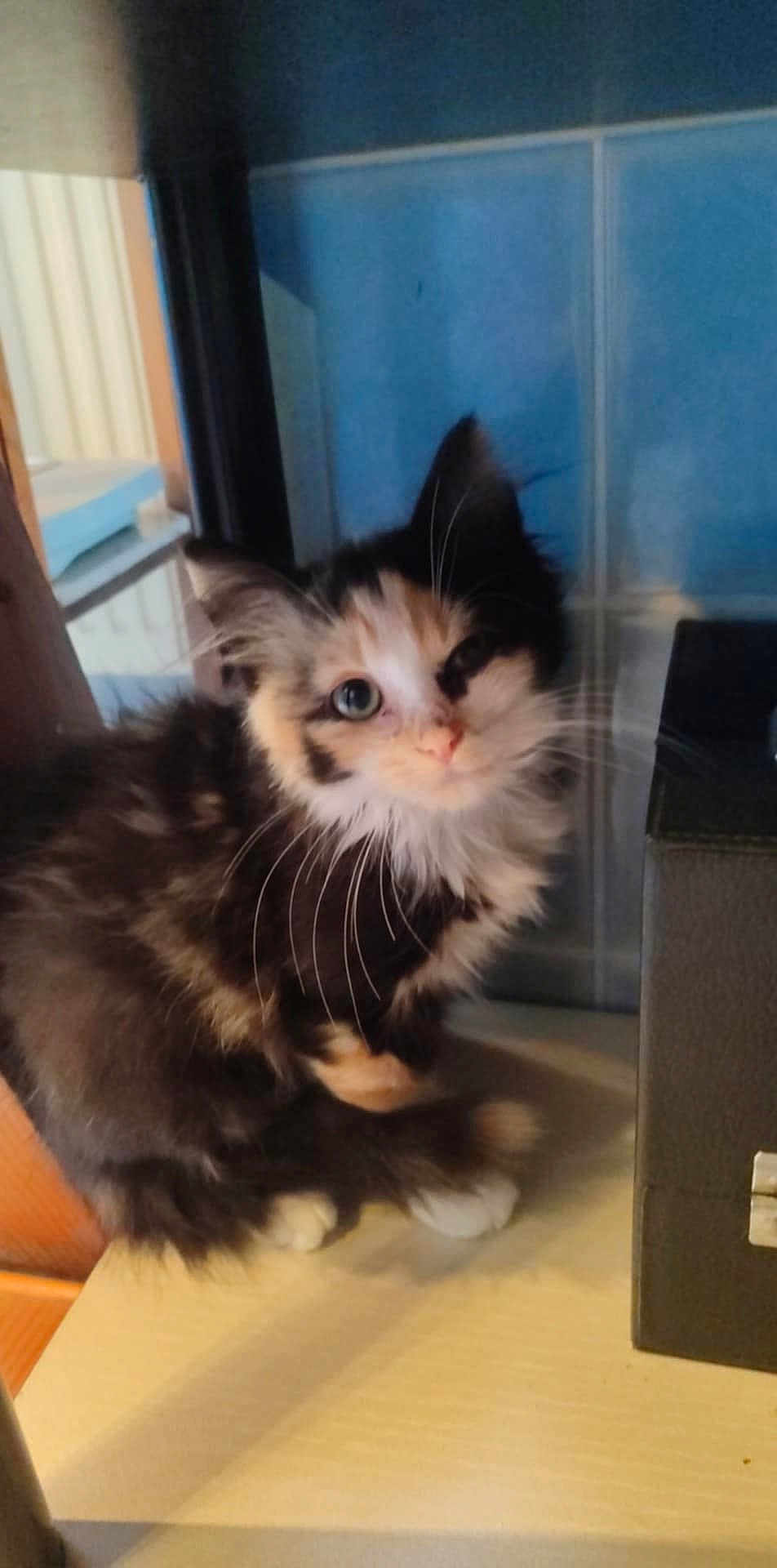 Alya a rejoint le concours — aidez-le/la à gagner de superbes lots ! kitten, cat, feline, fluffy, indoor, animal, pet, curious, fur, whiskers, face, table, blue_tiles, small, cute, young, domestic, mammal, sitting, one_eye_closed