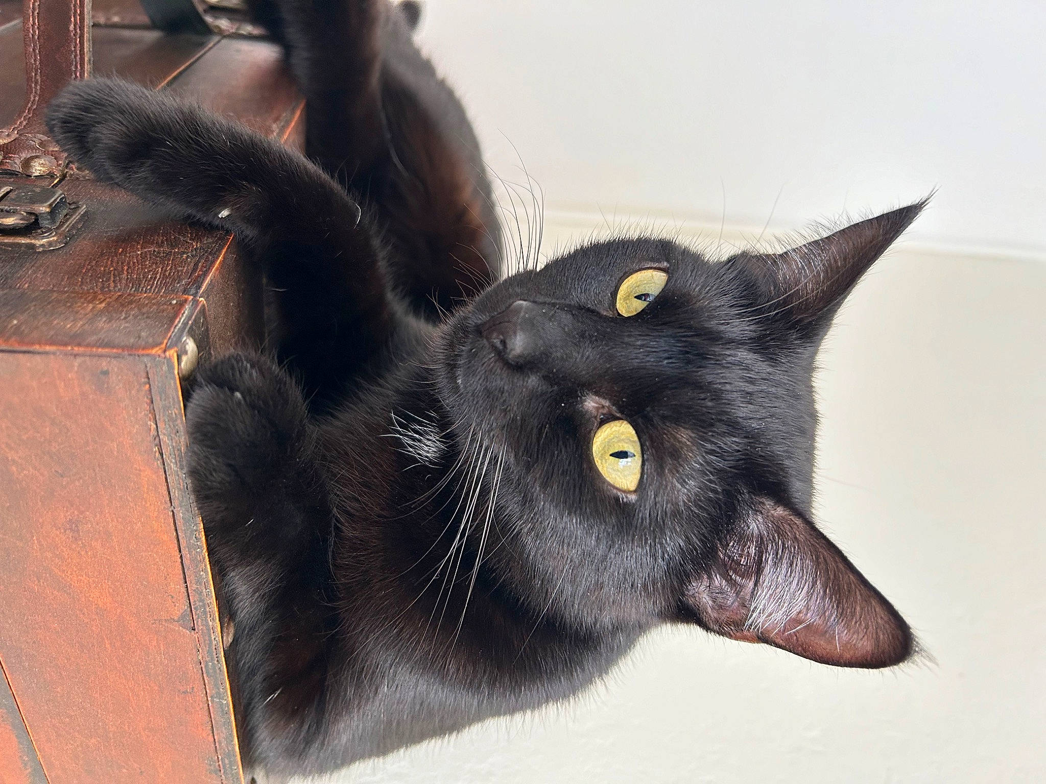 Cannelle a rejoint le concours — aidez-le/la à gagner de superbes lots ! black_cat, bombay, carnivore, cat, claw, domestic_short_haired_cat, ear, felidae, fur, small_to_medium_sized_cats, snout, terrestrial_animal, whiskers