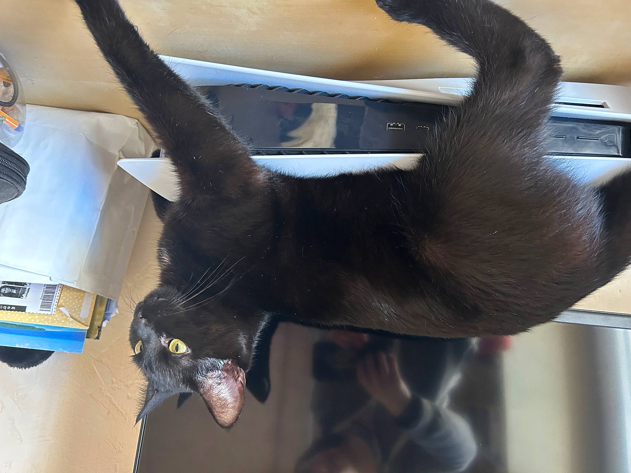 Cannelle a rejoint le concours — aidez-le/la à gagner de superbes lots ! auto_part, automotive_exterior, automotive_lighting, bumper, elbow, gesture, hood, human_leg, metal, motor_vehicle, nail, rim, tail, thigh, thumb, vehicle_door, window, windshield, wing, wrist