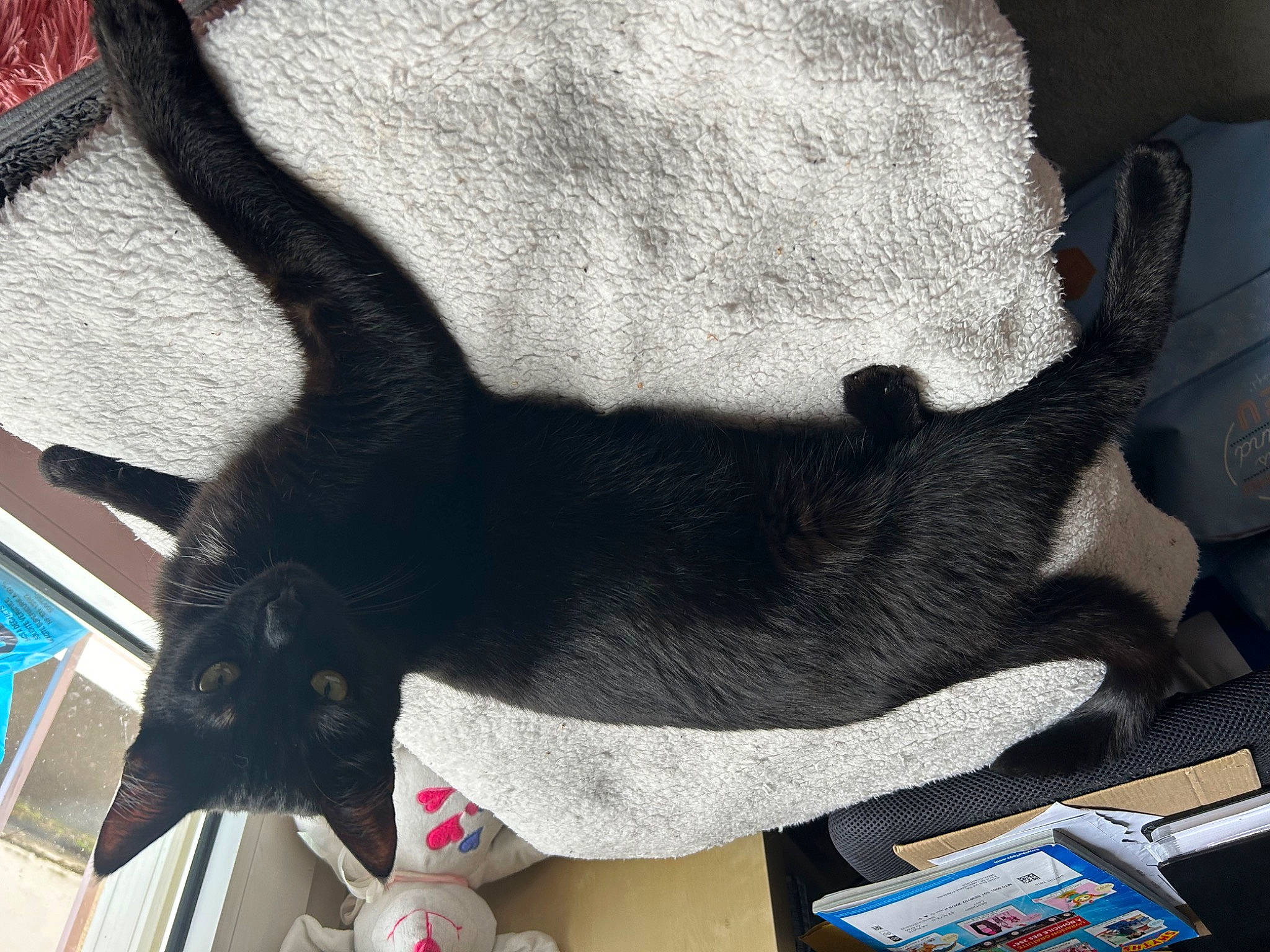 Cannelle a rejoint le concours — aidez-le/la à gagner de superbes lots ! black_cat, canidae, carnivore, cat, collar, comfort, companion_dog, dog_breed, domestic_short_haired_cat, fashion_accessory, felidae, fur, gesture, grey, paw, plant, small_to_medium_sized_cats, snout, tail, whiskers