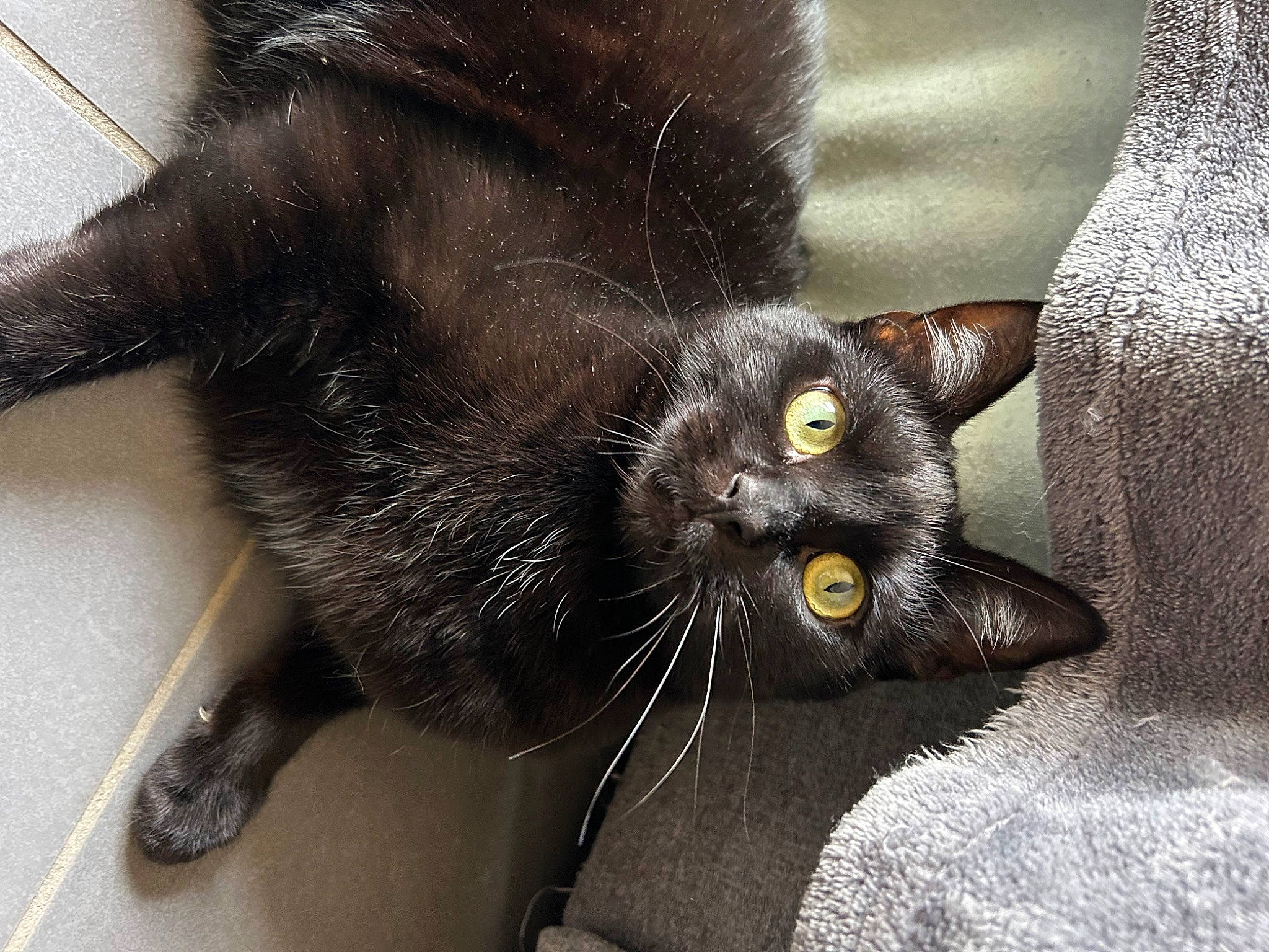 Jenny a rejoint le concours — aidez-le/la à gagner de superbes lots ! black_cat, bombay, carnivore, cat, claw, comfort, domestic_short_haired_cat, ear, felidae, foot, fur, paw, small_to_medium_sized_cats, snout, tail, terrestrial_animal, whiskers