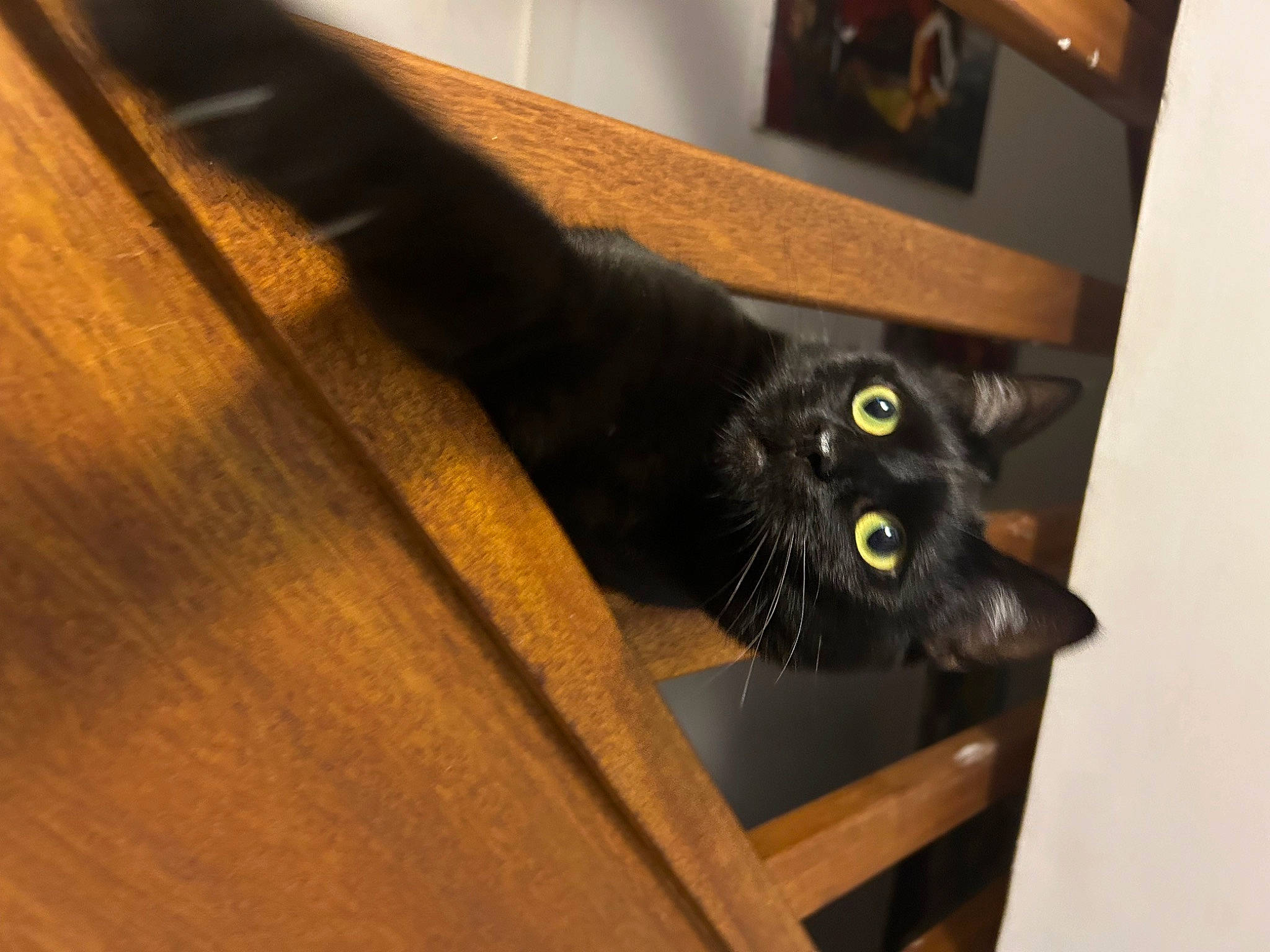 Jenny participe au concours pour gagner de l'argent avec cette photo : black_cat, bombay, carnivore, cat, domestic_short_haired_cat, felidae, floor, flooring, fur, hardwood, plank, plywood, room, small_to_medium_sized_cats, snout, tail, varnish, whiskers, wood, wood_stain