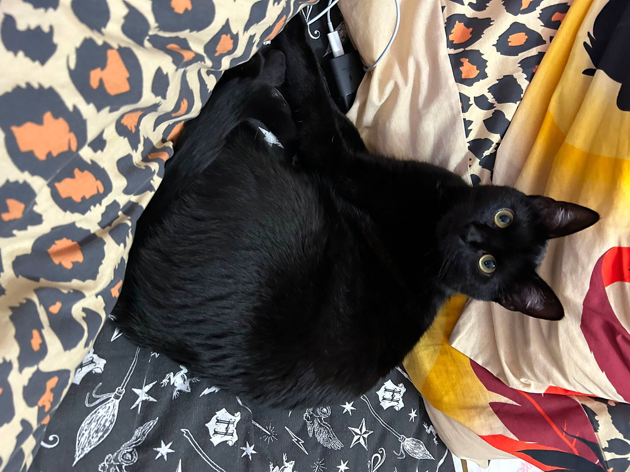 Jenny a rejoint le concours — aidez-le/la à gagner de superbes lots ! black_cat, bombay, carmine, carnivore, cat, cat_supply, comfort, domestic_short_haired_cat, felidae, fur, havana_brown, linens, pattern, small_to_medium_sized_cats, tail, whiskers