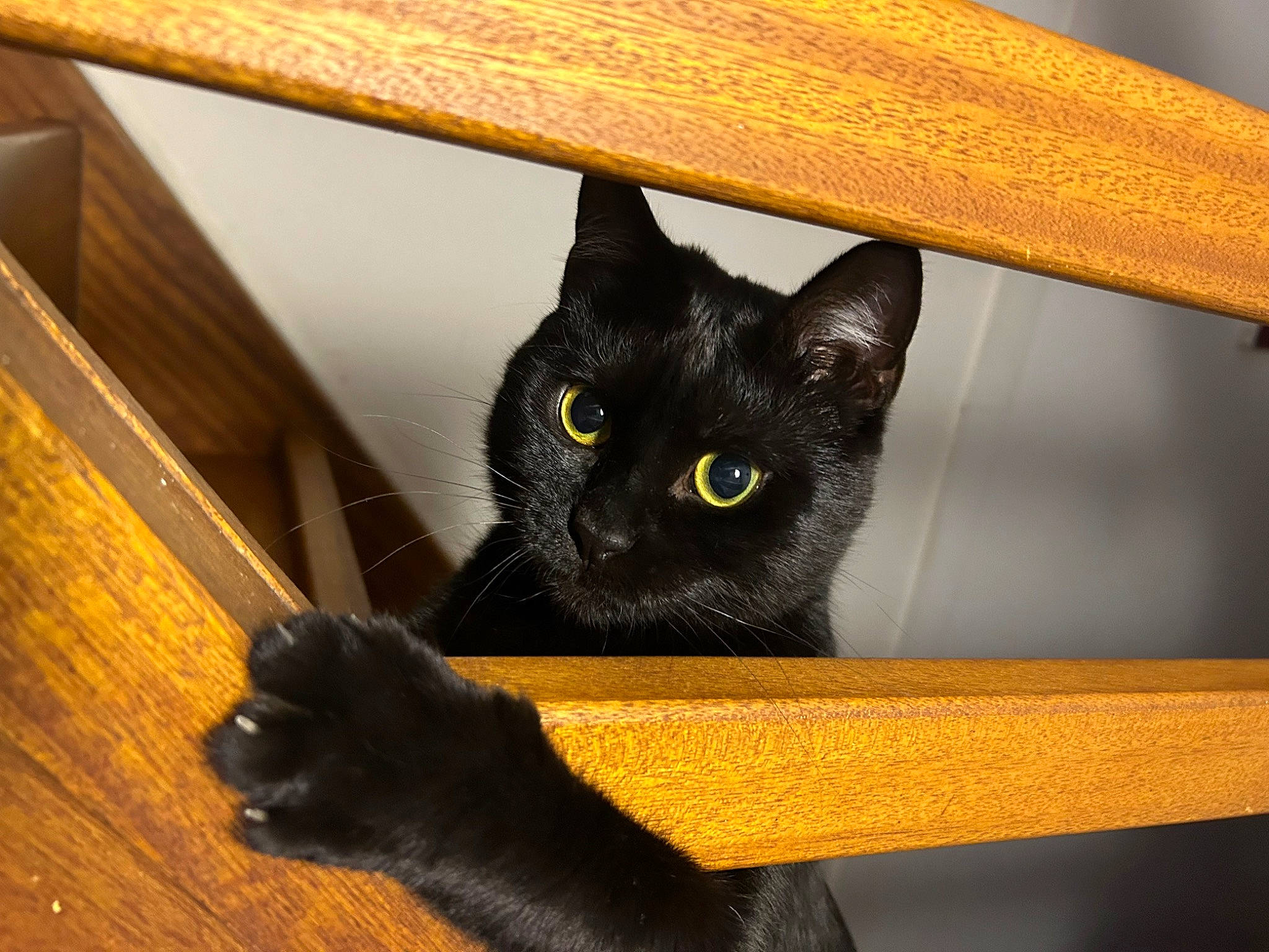 Jenny a rejoint le concours — aidez-le/la à gagner de superbes lots ! black_cat, bombay, box, carnivore, cat, cat_supply, domestic_short_haired_cat, felidae, fur, hardwood, pet_supply, plywood, room, small_to_medium_sized_cats, snout, tail, varnish, whiskers, wood, wood_stain