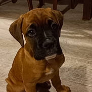 Sam participe au concours pour gagner de l'argent avec cette photo : puppy, dog, brown, black_face, floor, wooden_floor, indoor, chair, red_cushion, pet, young_dog, sitting, looking_up, cute, animal, canine, domestic, home, floor_shadow, furniture