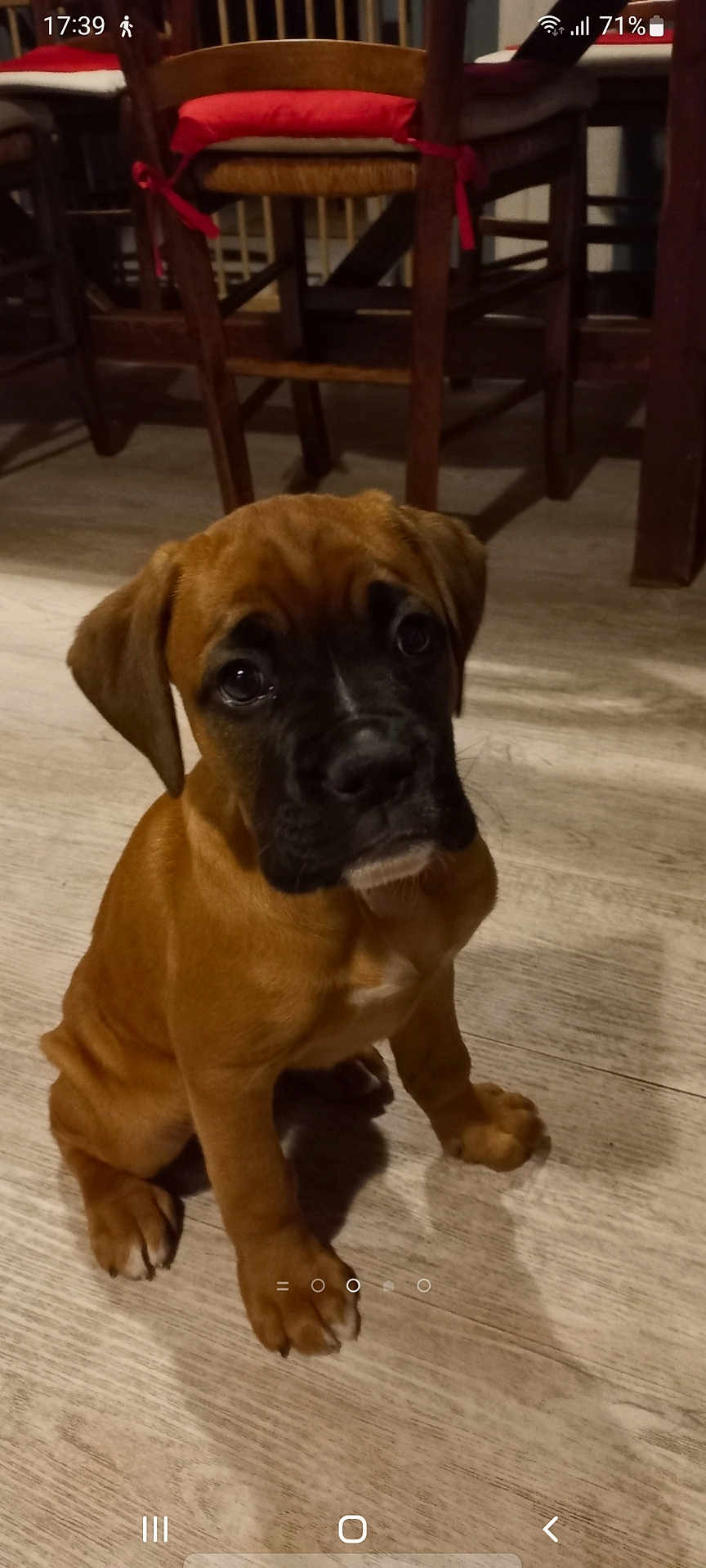 Sam participe au concours pour gagner de l'argent avec cette photo : puppy, dog, brown, black_face, floor, wooden_floor, indoor, chair, red_cushion, pet, young_dog, sitting, looking_up, cute, animal, canine, domestic, home, floor_shadow, furniture