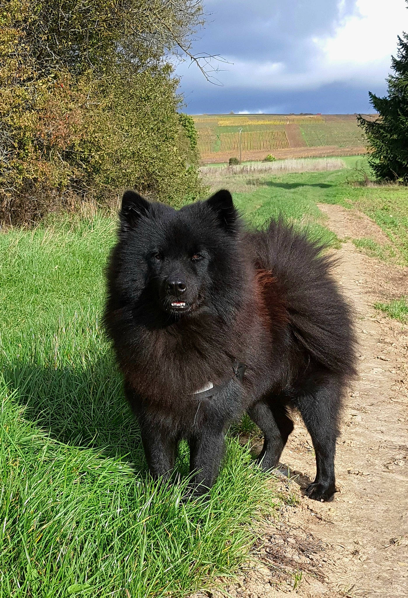 Nicotine a rejoint le concours — aidez-le/la à gagner de superbes lots ! canidae, canis, carnivore, cloud, dog, dog_breed, fur, german_spitz_mittel, grass, grassland, landscape, non_sporting_group, plant, sky, snout, sporting_group, terrestrial_animal, tree, wildlife, working_animal