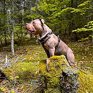 Hades participe au concours pour gagner de l'argent avec cette photo : dog, forest, moss, tree_stump, nature, outdoor, canine, harness, greenery, woodland, animal, mossy, trees, leaves, summer, pet, alert, muscular, standing, daylight