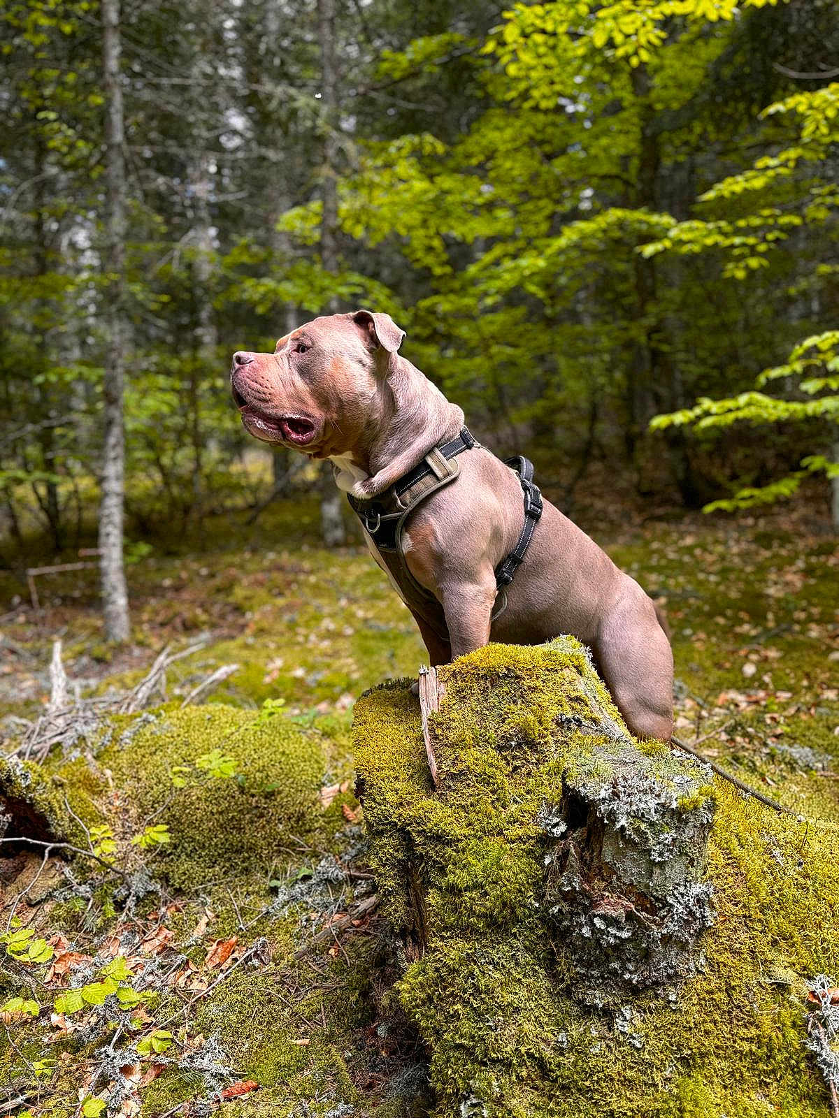 Hades participe au concours pour gagner de l'argent avec cette photo : dog, forest, moss, tree_stump, nature, outdoor, canine, harness, greenery, woodland, animal, mossy, trees, leaves, summer, pet, alert, muscular, standing, daylight
