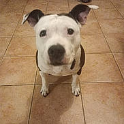 Orphée participe au concours pour gagner de l'argent avec cette photo : dog, pet, indoor, floor, tile, animal, white, black, ears, collar, scooter, home, cute, looking_up, floor_tile, shadow, domestic, mammal, companion, furniture