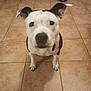 dog, pet, indoor, floor, tile, animal, white, black, ears, collar, scooter, home, cute, looking_up, floor_tile, shadow, domestic, mammal, companion, furniture