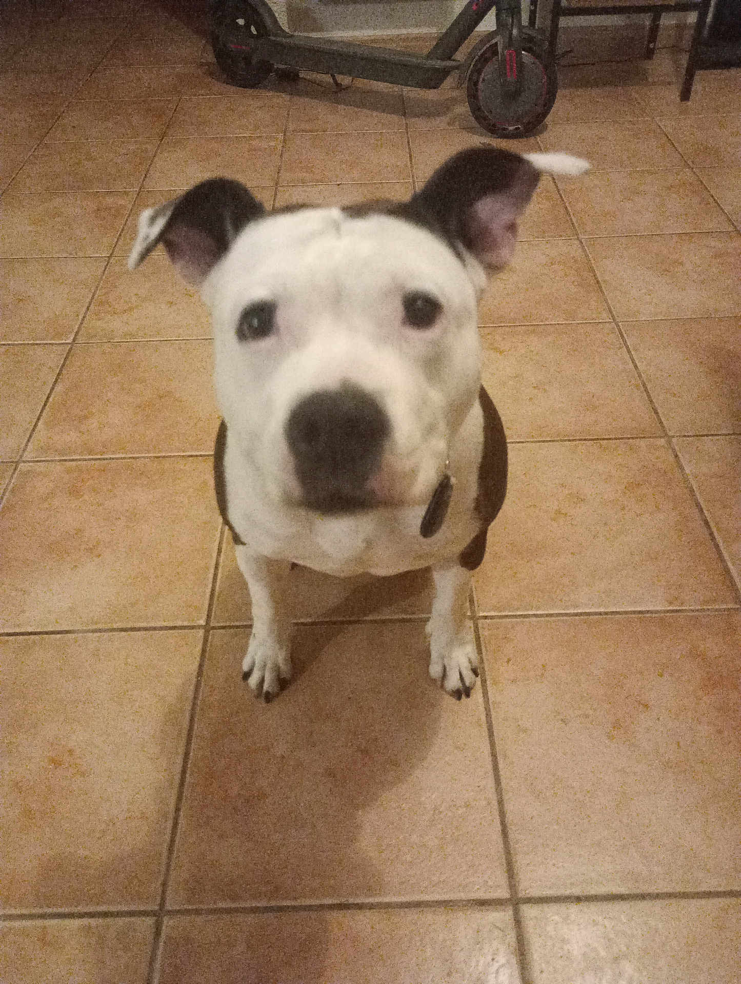 Orphée participe au concours pour gagner de l'argent avec cette photo : dog, pet, indoor, floor, tile, animal, white, black, ears, collar, scooter, home, cute, looking_up, floor_tile, shadow, domestic, mammal, companion, furniture