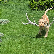 Syd joined the competition — help win amazing prizes! dog, grass, antler, outdoor, pet, animal, greenery, playful, nature, sunlight, canine, fur, yard, bush, mammal, walking, daytime, chew_toy, happy, summer
