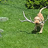 dog, grass, antler, outdoor, pet, animal, greenery, playful, nature, sunlight, canine, fur, yard, bush, mammal, walking, daytime, chew_toy, happy, summer