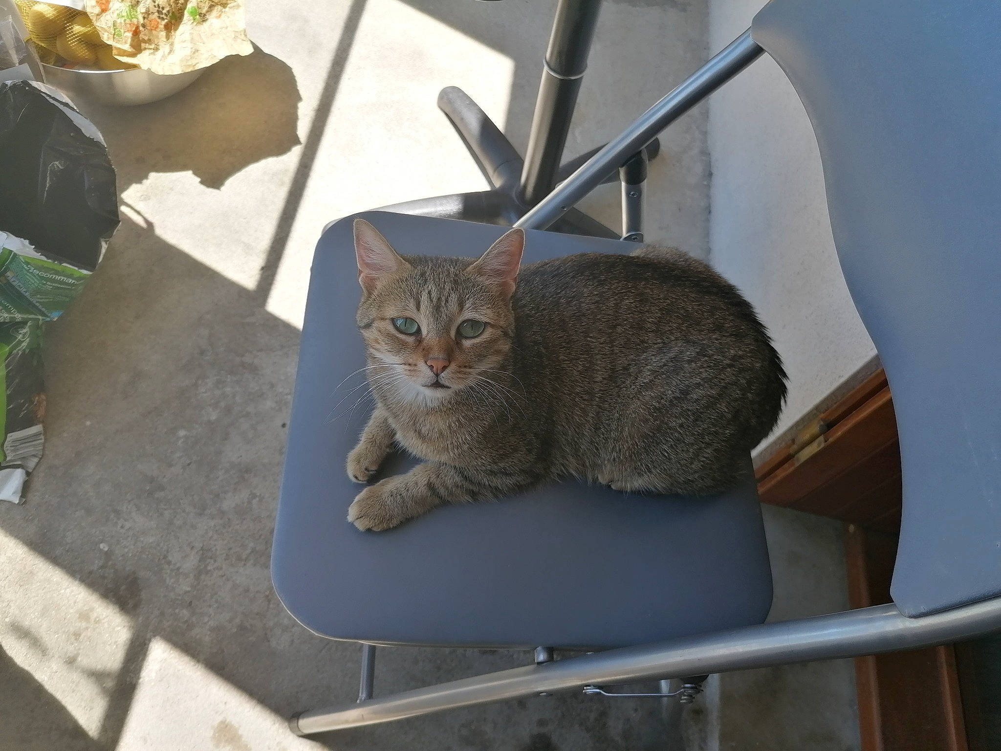 Face a rejoint le concours — aidez-le/la à gagner de superbes lots ! carnivore, cat, chair, comfort, domestic_short_haired_cat, felidae, flowerpot, fur, houseplant, metal, pet_supply, plant, sitting, small_to_medium_sized_cats, snout, tail, terrestrial_animal, whiskers, window