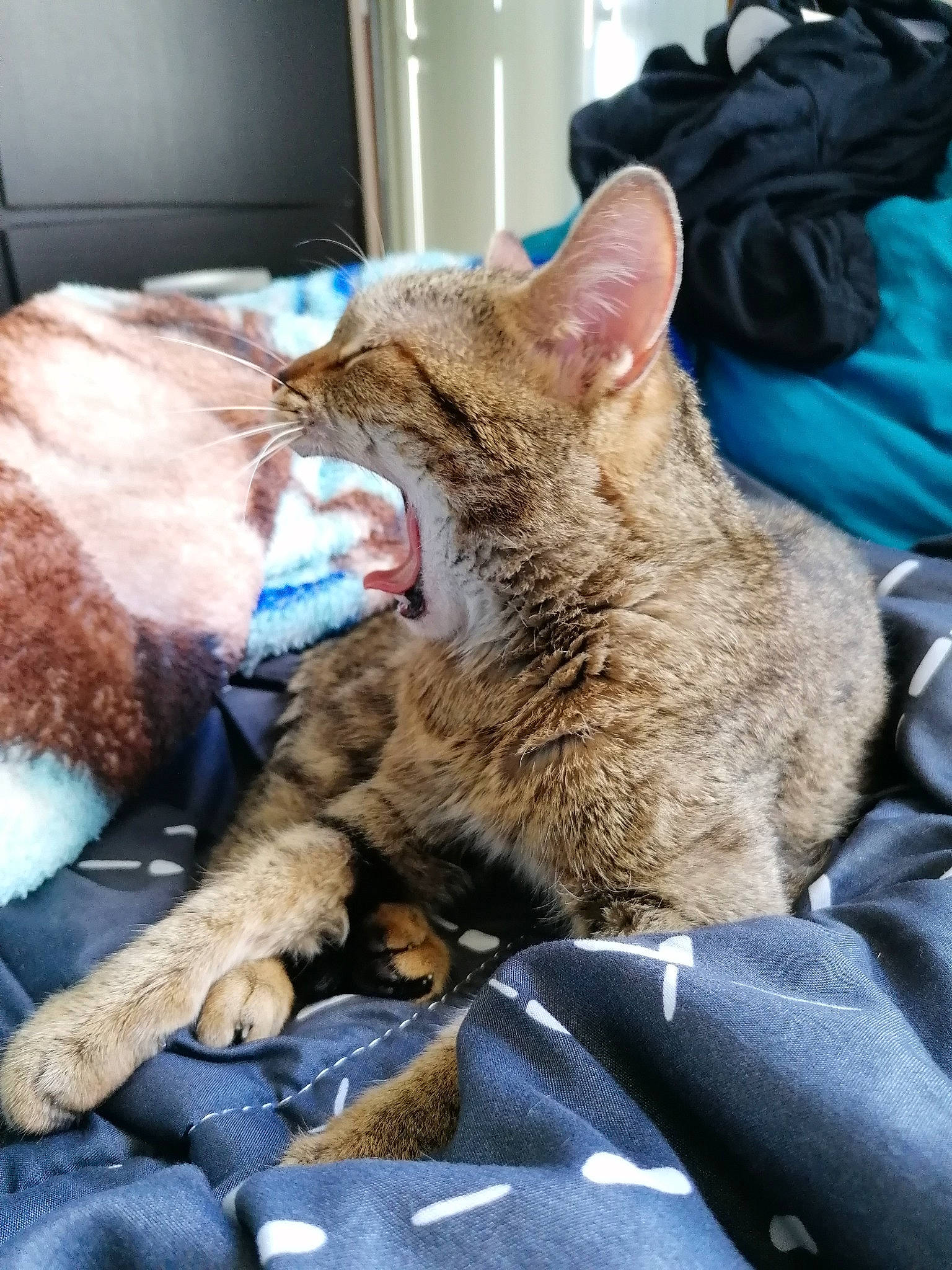 Face participe au concours pour gagner de l'argent avec cette photo : backpack, blue, carnivore, cat, claw, comfort, domestic_short_haired_cat, fang, fawn, felidae, fur, gesture, lap, nap, paw, plastic_bag, small_to_medium_sized_cats, snout, terrestrial_animal, whiskers