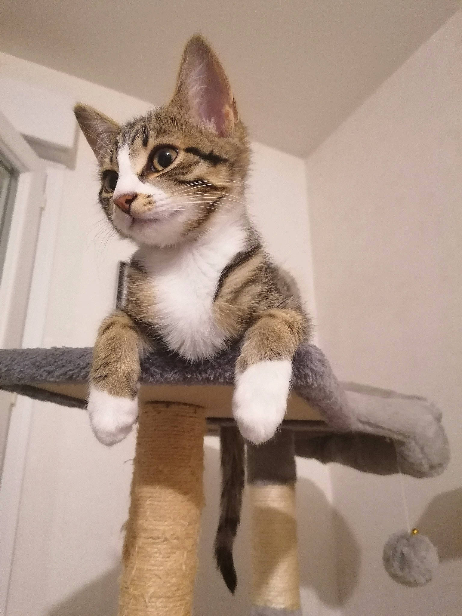 Mistigris a rejoint le concours — aidez-le/la à gagner de superbes lots ! art, carnivore, cat, cat_furniture, claw, domestic_short_haired_cat, fawn, felidae, fur, paw, sitting, small_to_medium_sized_cats, snout, tail, terrestrial_animal, whiskers, wood