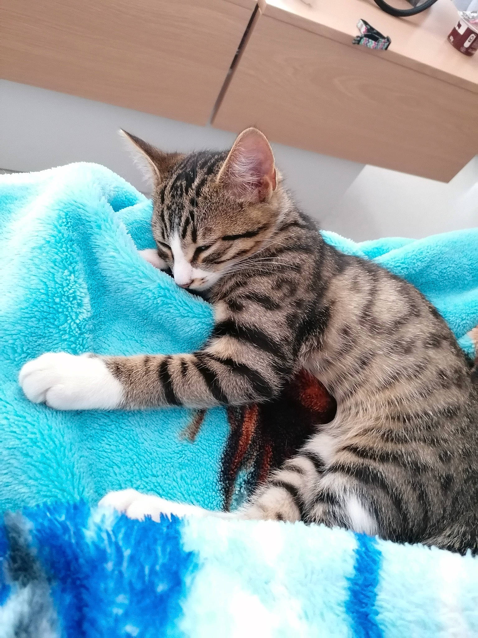 Mistigris participe au concours pour gagner de l'argent avec cette photo : blue, carnivore, cat, cat_supply, claw, comfort, domestic_short_haired_cat, electric_blue, felidae, fur, linens, pattern, paw, sitting, small_to_medium_sized_cats, snout, whiskers