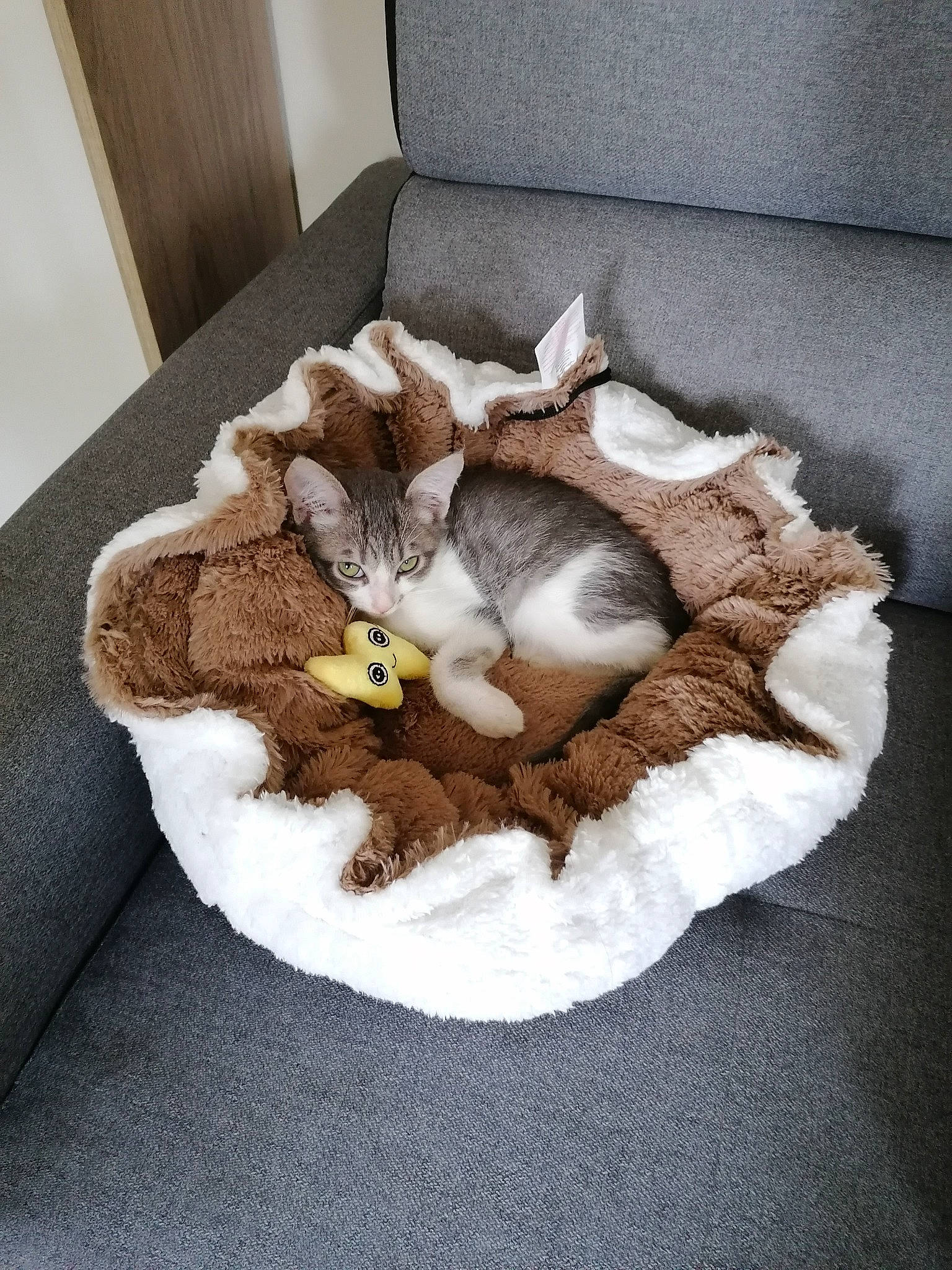 Yuri a rejoint le concours — aidez-le/la à gagner de superbes lots ! art, bedding, cat, cat_bed, comfort, fashion_accessory, fawn, felidae, flooring, fur, hardwood, knitting, linens, pattern, room, small_to_medium_sized_cats, tail, textile, wood, wool