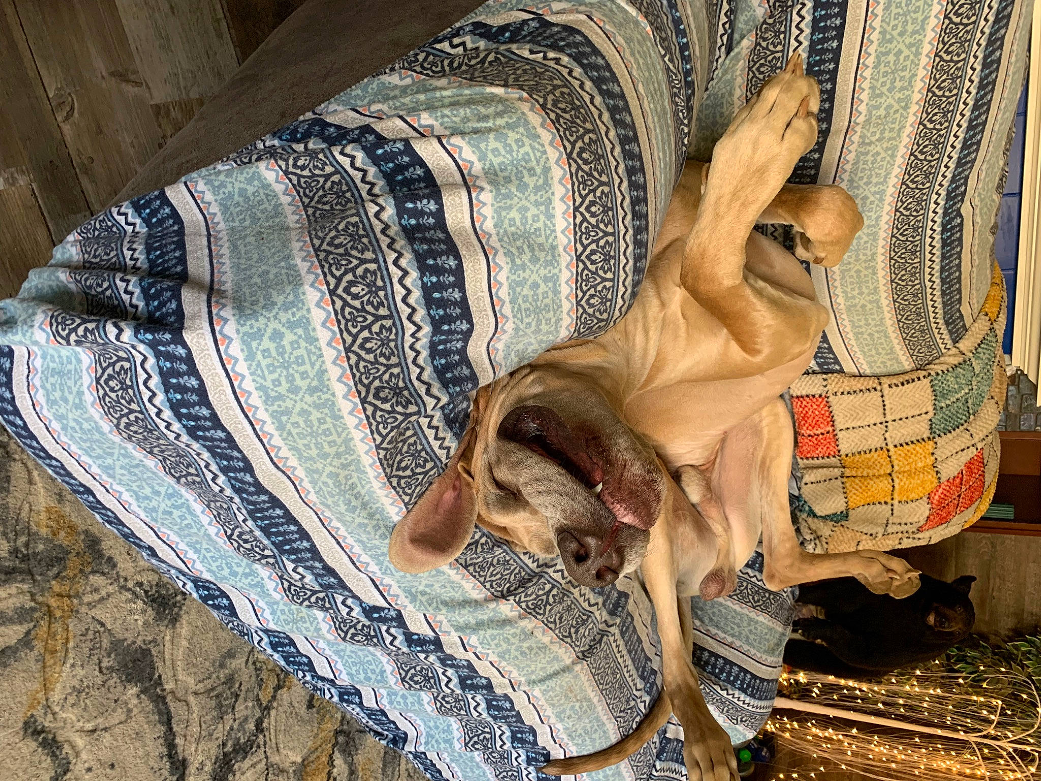 Gunner joined the competition — help win amazing prizes! carnivore, comfort, companion_dog, couch, denim, dog, dog_breed, fawn, felidae, flooring, foot, fur, human_leg, linens, pattern, small_to_medium_sized_cats, snout, sporting_group, wood, working_animal