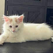 Casper is registered to the contest to win money with this photo: animal, cabinet, cat, curious, cute, domestic_cat, feline, fluffy, fur, indoor, kitten, orange_markings, pet, relaxed, resting, small, table, white_cat, wooden_surface, young_cat