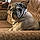 Puggsley