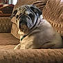 animal, brown, collar, couch, cozy, dog, ears, expression, fur, furniture, home, indoor, living_room, looking_back, pet, portrait, pug, relaxed, seated, snout