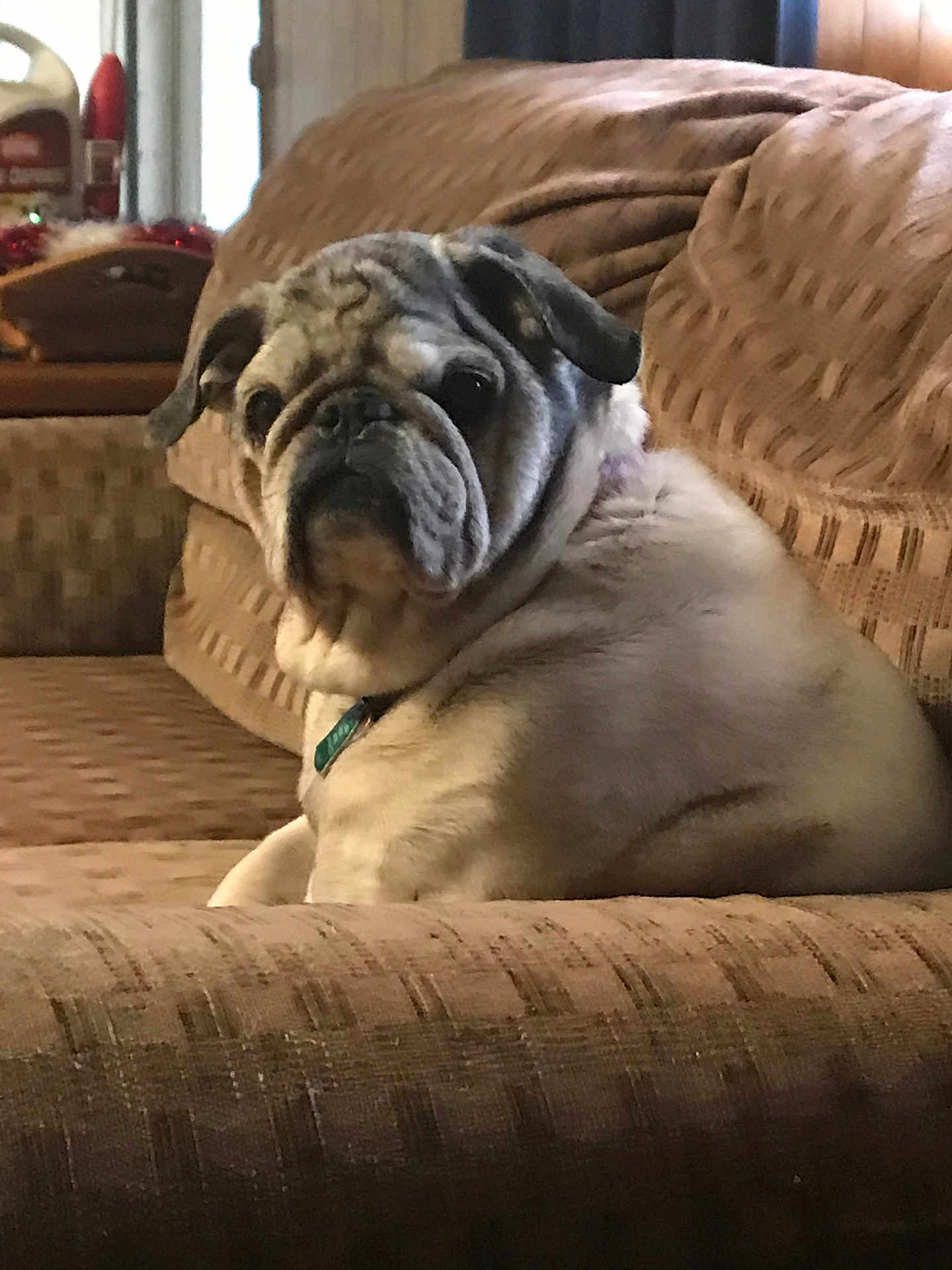 Puggsley