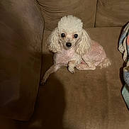 Lilbit is registered to the contest to win money with this photo: dog, poodle, white_dog, small_dog, couch, brown_couch, pet, indoor, animal, fur, curly_fur, looking, cute, companion, domestic, relaxed, seated, home, cozy, curious