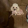 dog, poodle, white_dog, small_dog, couch, brown_couch, pet, indoor, animal, fur, curly_fur, looking, cute, companion, domestic, relaxed, seated, home, cozy, curious