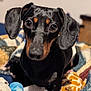 animal, bed, black_fur, blanket, brown_fur, companion, cozy, cute, dachshund, dog, domestic, ears, eyes, fur, indoor, looking, pet, portrait, small_dog, toy