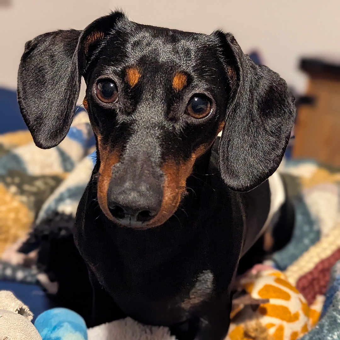Oïs a rejoint le concours — aidez-le/la à gagner de superbes lots ! animal, bed, black_fur, blanket, brown_fur, companion, cozy, cute, dachshund, dog, domestic, ears, eyes, fur, indoor, looking, pet, portrait, small_dog, toy