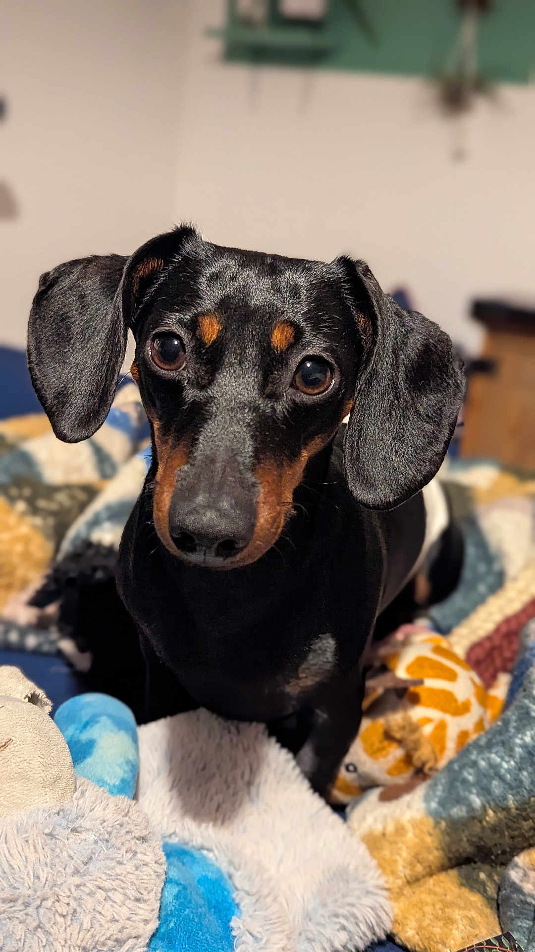 Oïs a rejoint le concours — aidez-le/la à gagner de superbes lots ! animal, bed, black_fur, blanket, brown_fur, companion, cozy, cute, dachshund, dog, domestic, ears, eyes, fur, indoor, looking, pet, portrait, small_dog, toy