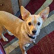 Auggie is registered to the contest to win money with this photo: dog, small_dog, tan_dog, indoor, carpet, couch, collar, pet, animal, ears, curious, looking_up, floor, furniture, domestic, companion, mammal, cute, alert, standing