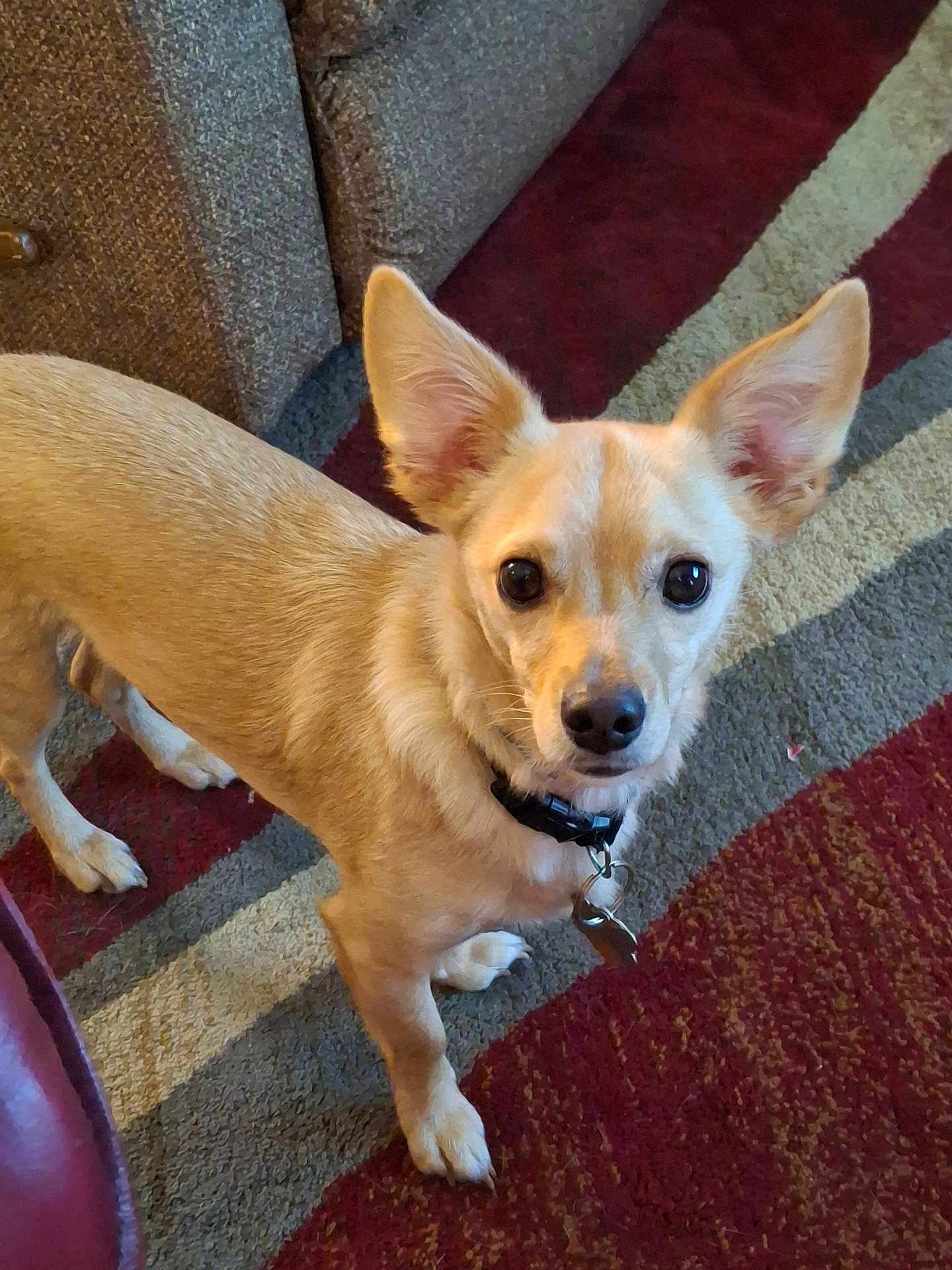 Auggie is registered to the contest to win money with this photo: dog, small_dog, tan_dog, indoor, carpet, couch, collar, pet, animal, ears, curious, looking_up, floor, furniture, domestic, companion, mammal, cute, alert, standing
